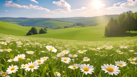 AI generated Panoramic Pastoral Landscape of Blooming Daisies in Spring and Summer Daisy Landscape, Meadow Garden, Tree Saw, Beautiful Art Pictures, Cityscape Photos, Natural Garden, Nature Backgrounds, Photo Template, Landscape Photos