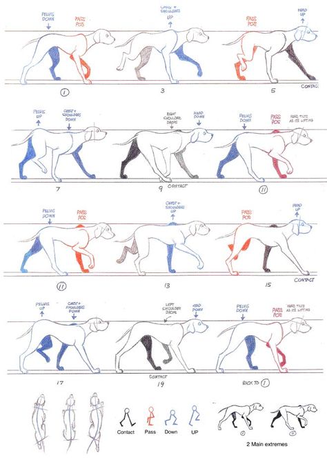 Walking Animation, Run Cycle, Richard Williams, Piskel Art, Dog Anatomy, Dog Animation, Animation Storyboard, Animation Sketches, Animal Study