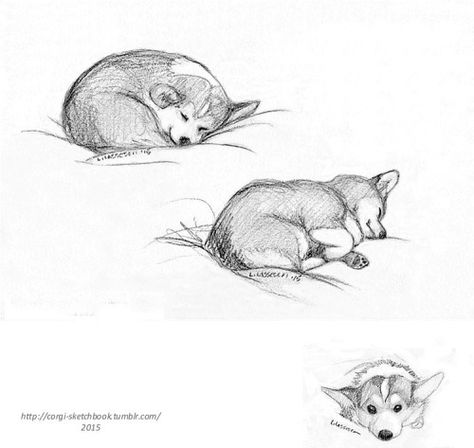 bentleyandcorgski:Aww that’s so cute Corgi Sketch, Corgi Planter, Corgi Tattoo, Succulents Drawing, Corgi Drawing, Realistic Eye Drawing, Corgi Art, Corgi Pictures, Dog Sketch