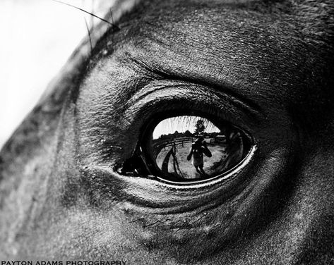 Horse Sleeve Tattoo, Horses Eyes, Eye Tattoo Design, Equestrian Photoshoot, Horse Study, Horse Photo Shoot, Horses Black And White, Horsey Life, Horse Eye