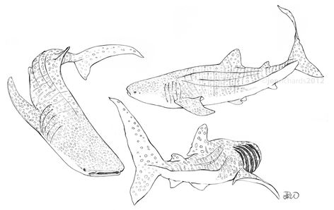 Whale shark sketches. http://www.jenrichardsart.com Whale Shark Drawing Tattoo Ideas, Whale Shark Line Drawing, Wale Shark Tattoos, Whale Sharks Tattoo, Shark Whale Drawing, Whale Shark Drawing Sketches, Whale Shark Doodle, Whale Shark Outline, Whale Shark Sketch