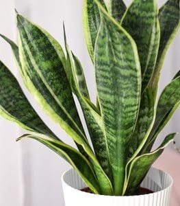 21 Best Indoor Plants – Find Your Perfect Houseplant | Garden Design Dracaena Marginata, Gardening Indoors, Snake Plant Care, Shade Tolerant Plants, Low Light Indoor Plants, Sansevieria Plant, نباتات منزلية, Iron Plant, Best Indoor Plants