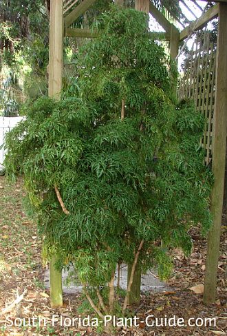 Ming aralia's unusual form and feathery texture make it a stunner in a South Florida shade garden. Read all about it! Aralia Plant, Tuscan Patio, Plant Vessels, Florida Plants, Backyard Plants, Plant Guide, Green Room, Unusual Plants, Green Rooms