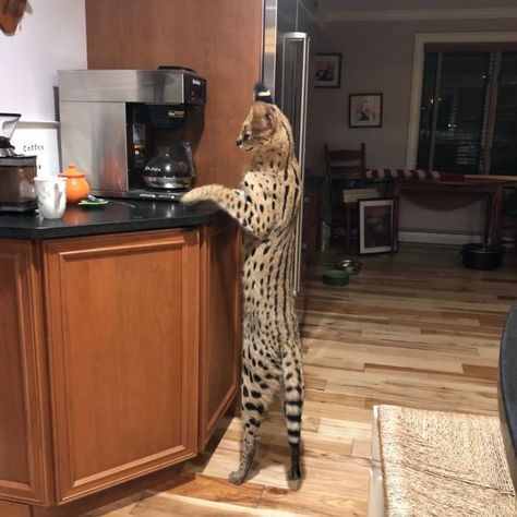 This 40-Pound African Cat Is Reunited With His Owners After Running Away And Spending 3 Days In The Wild | Bored Panda African Serval Cat, African Serval, Serval Cat, Standing Cat, African Cats, Serval Cats, Exotic Cats, Savannah Cat, Cat Stands