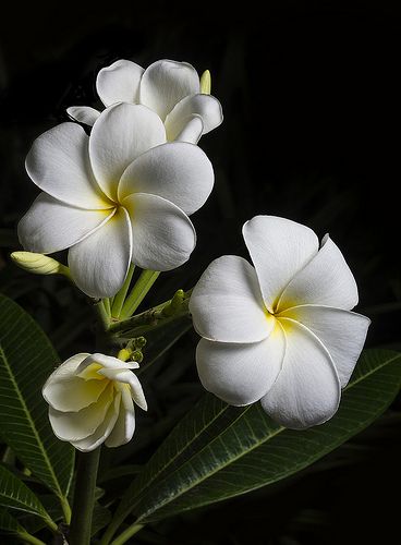 Plumeria With White Petals And Yellow Centers | por Bill Gracey Mini Terrarium, Mother Love, White Petals, Plumeria Flowers, Airbrush Art, Hawaiian Flowers, Small Trees, Exotic Flowers, Flower Beauty