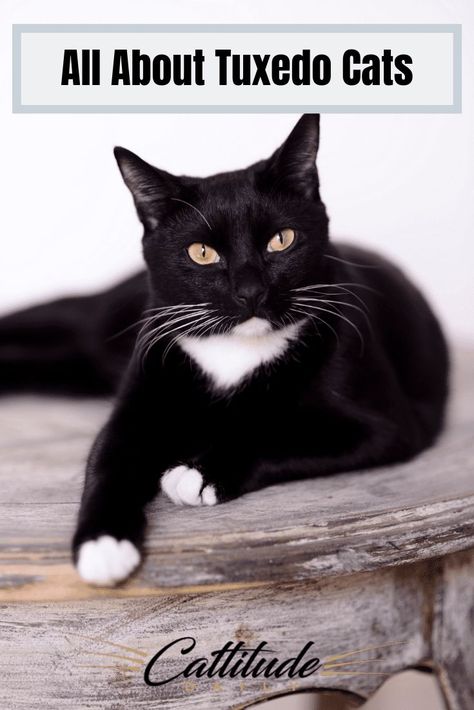 Do you love tuxedo cats? Find out more about these fancy little felines here! #CattitudeDaily #tuxedocats #tuxedocatfacts #tuxedocats #catfacts Tuxie Cats, Tuxedo Cat Facts, Tuxedo Kitten, Tuxedo Mask, Tuxedo Cats, Black And White Cat, Cat Whiskers, Tuxedo Cat, Cat Facts