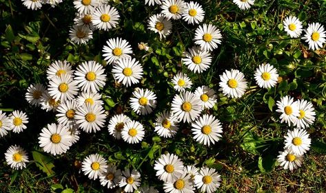 Bellium: Miniature Daisy at Portland Nursery and Garden Center Pacific Northwest Garden, Rockery Garden, Northwest Garden, Green Mat, Lake Oswego, Miniature Plants, Beautiful Flowers Garden, Daisy Flowers, Perennial Garden