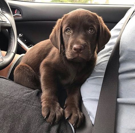 White Labrador Puppy, Brown Labrador, Chocolate Lab Puppies, Chocolate Labs, Chocolate Labrador Retriever, Adventure Seeker, Lab Puppy, Labrador Retriever Puppies, Labrador Retrievers