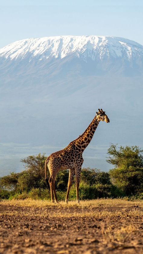 La Tanzanie, un lieu magique entre safaris inoubliables et paysages majestueux du Serengeti et du Kilimandjaro. 🦁 #Selectour #VoyageTanzanie #Safari #Serengeti #Kilimandjaro #InspirationVoyage #FondsEcranAventure Vision Board