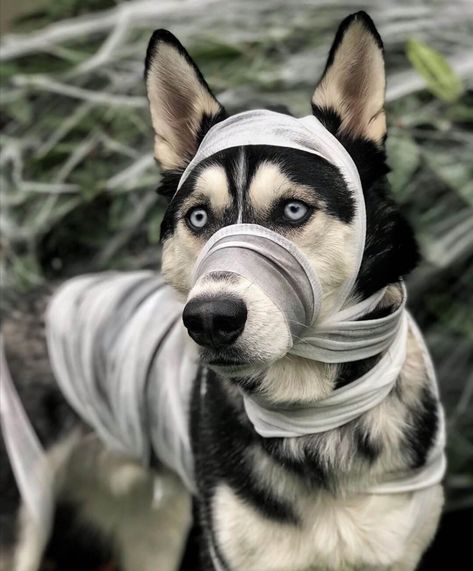 15 Funny Pictures Proving That Siberian Huskies are Always Ready for Halloween Party | Page 4 of 5 | The Dogman Good Costume Ideas, Husky Costume, Siberian Huskies, Music Do, Bad To The Bone, Ready For Halloween, Old Dogs, Kinds Of Music, Siberian Husky