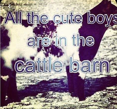 Livestock Quotes, Cow Quotes, Pig Showing, Show Steers, Show Cows, Farm Humor, Cattle Barn, Beef Cow, Goat Barn