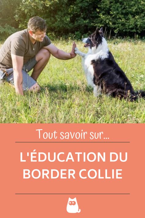 Tarzan, Dressage, Border Collie, Peugeot, Puppies, Education, Dogs, Animals