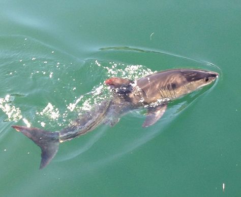 Juvenile Great White (ill) shark outside Monterey Bay Whale Watch Baby Tiger Shark, Baby Great White Shark, Baby Shark Doo Doo, Tiger Shark, Jurassic World Dinosaurs, Cute Shark, The Great White, Cute Turtles, Great White Shark