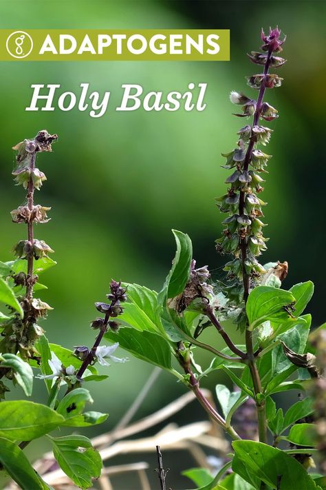 Tulsi Tea Benefits, Basil Uses, Basil Benefits, Holy Basil Benefits, Holy Basil Tea, Basil Health Benefits, Medicine Garden, Tulsi Tea, Herbal Remedies Recipes