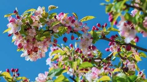 Flowering Crabapple Tree, Flowering Crabapple, Apple Stem, Crabapple Tree, Crab Apple, Productive Day, Planning Your Day, Apple Tree, New Leaf