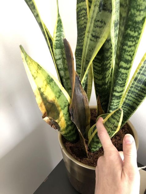 Snake plant with brown leaf Plant Leaves Turning Brown, Snake Plant Indoor, Snake Plant Propagation, Snake Plant Care, نباتات منزلية, Plant Care Houseplant, Plant Problems, Inside Plants, Indoor Plant Care