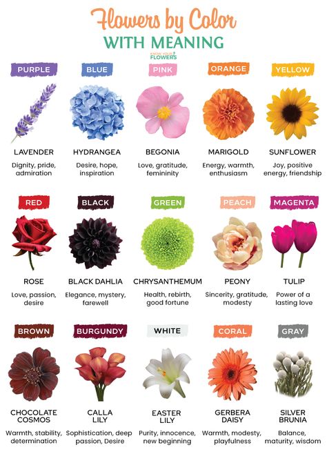 White Flowers Meaning, Type Of Flowers For Bouquet, Black Flowers Meaning, Flower Colour Meaning, Flower Color Meanings Chart, Flower Bouquet Meaning, Flower Color Theory, Rose Color Symbolism, Meaning Of Different Flowers