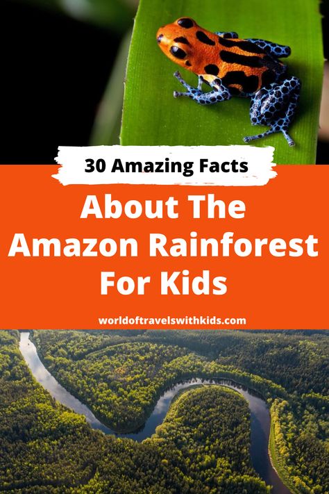 Did you know a whopping 30% of the planet’s species live in the Amazon Rainforest? Come explore the magical beauty of this ancient forest with us and learn so many amazing facts about it! From the abundance of plant and animal life to the incredible impact it has on the Earth’s climate, the Amazon Rainforest is truly a wonder to behold. Rainforest Facts For Kids, Amazon Rainforest Facts, Amazon Rainforest Plants, Rainforest Facts, Amazon Rainforest Animals, Rainforest Activities, Rainforest Theme, Rainforest Plants, Amazon Jungle