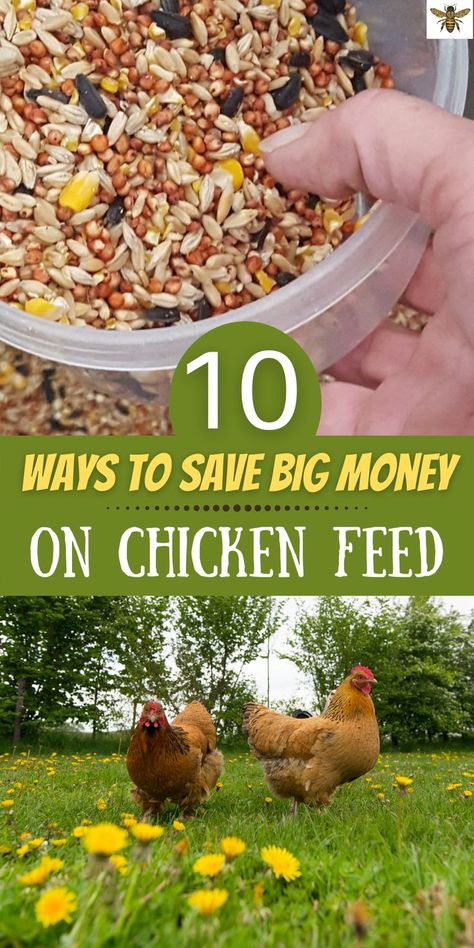 Aesthetic Chicken Coop, Aesthetic Farm Animals, Chicken Feed Recipe, Chicken Feed Diy, Farming Aesthetic, Farm Life Aesthetic, What To Feed Chickens, Organic Chicken Feed, Aesthetic Chicken