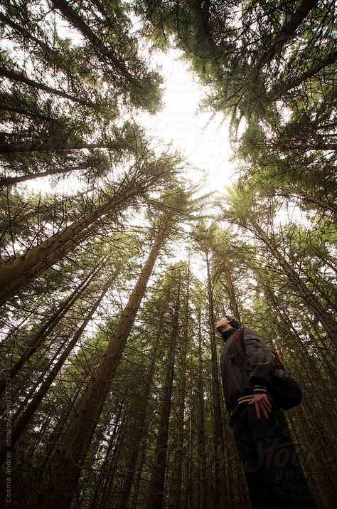 Man looking up in a green pine tree forest  by Cosma Andrei #stocksy #realstock Photoshoot In Pine Trees, Forest Looking Up, Pine Forest Photoshoot Ideas, Looking Up Into Trees, Pine Trees Photoshoot, Forest Man Aesthetic, Forest Photography Ideas, Pine Forest Photoshoot, Forest Picture Ideas