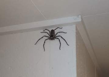 Australian Spiders Giant, Giant Huntsman Spider, Australian Spider, Spider Aesthetic, Spider Identification, Farmhouse Bathroom Art, Dangerous Spiders, Huntsman Spider, Huge Spiders