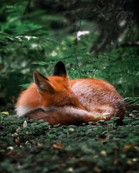 Friendly Fox, Fantastic Fox, Fox Pictures, Foxes Photography, Splash Color, Pet Fox, Cute Fox, 판타지 아트, Red Fox