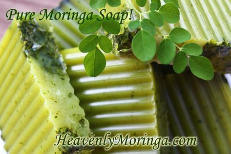 Lush Soap, Moringa Recipes, Green Tea Soap, Citrus Soap, Moringa Tree, Tea Soap, Coconut Soap, Turmeric Soap, Essential Oils Herbs