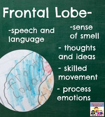 The job of the frontal lobe, check out the blog post for the other parts of the brain Frontal Lobe Damage, Middle School Health, Parts Of The Brain, Brain Models, Cell Model, Frontal Lobe, Brain Learning, Brain Facts, Brain Anatomy