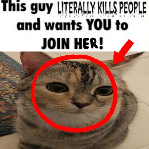 The Zaza Cat, Reaction Image, Image Cat, Kill People, Diy Recipes, Funny Cat Memes, Silly Cats, Funny Cat, Cat Memes