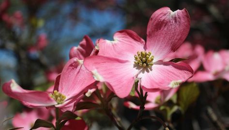 Propagating Dogwood Trees, Pink Dogwood Tree, Air Layering, Dogwood Tree, Pink Dogwood, Dogwood Trees, Beautiful Trees, Soil Layers, Tree Seeds