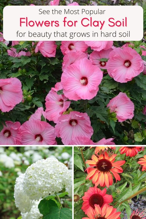 Flowers That Like Sandy Soil, Flowers That Grow In Clay Soil, Best Plants For Clay Soil, Plants For Clay Soil Perennials, Plants That Grow In Clay Soil, Clay Soil Gardening, Shrubs For Clay Soil, Flowers For Clay Soil, Plants For Clay Soil