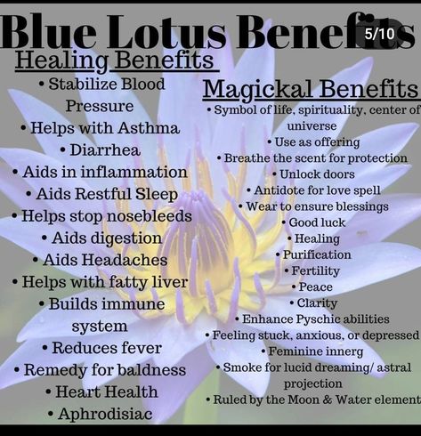 Lotus Benefits, Ritual Herbs, Iron Vitamins, Medicinal Herbs Remedies, Fertility Help, Herbal Education, Blue Lotus Flower, Fever Reducer, Herbal Tea Blends