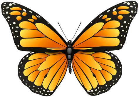 Orange Butterfly Drawing, Butterfly Images Clip Art, Butterfly Image, Butterfly Png, Butterfly Clipart, Butterfly Artwork, Butterfly Images, Butterfly Clip Art, Orange Butterfly