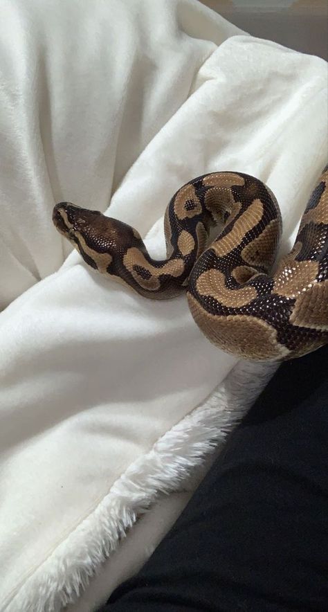 King Of Pride, Ball Pythons, A Snake, For Sale, White