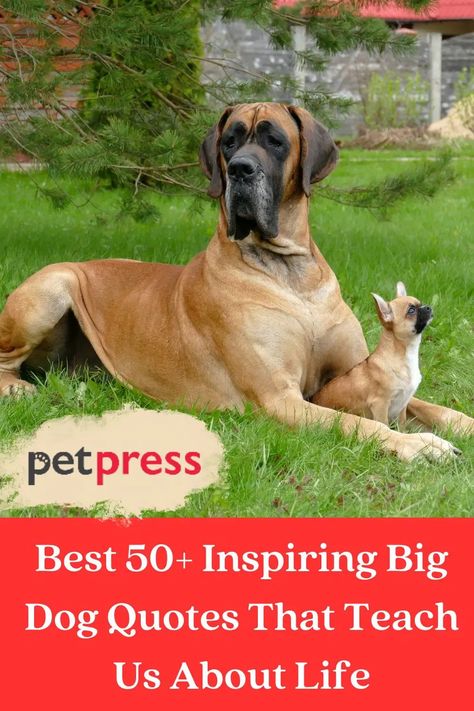 Get inspired by the gentle giants of the canine world with our latest blog post, "50+ Big Dog Quotes and the Wisdom They Teach Us!" Explore the life lessons these big-hearted buddies teach us - from the limitless joy they bring, to the unwavering loyalty they demonstrate. Click to enjoy their wisdom and share your favorite big dog quotes and stories in the comments! 🐾❤🐕‍🦺 #BigDogLove #LifeLessonsFromDogs Funny Dog Photos, Dog Books, Big Dog, Gentle Giant, The Wisdom, Dog Quotes, Dog Photos, Big Dogs, Mans Best Friend