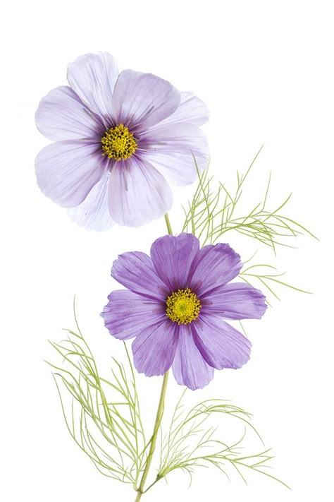 Cosmos by Mandy Disher - Photo 127242773 - 500px Purple Flowers, Green Leaves, Cosmos, Purple, Flowers, Green