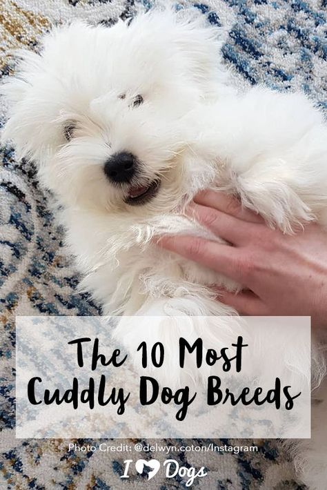 These breeds are the cuddle kings and queens! Most Cuddly Dog Breeds, Cuddly Dog Breeds, Animal Treats, Dog Cuddles, Dog Fails, Free Puppies, Dog Health Tips, Dog Training Advice, Helpful Things