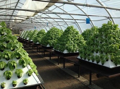 Aquaponics Indoor, Serre Diy, Aquaponics Greenhouse, Backyard Aquaponics, Aquaponics Diy, Hydroponic Farming, Vertical Farming, Plants Growing, Greenhouse Plans