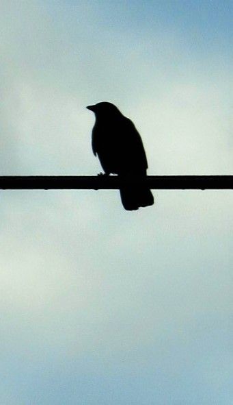 Crow on a wire. Crow On A Wire, Crow Art, Wild Life, Crows, Arts And Crafts, Tattoos, Art