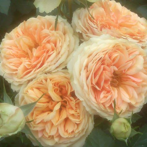 David Austin Juliet Roses Juliet Rose, David Austin, Love Flowers, Rose Flower, Flower Garden, Austin, Roses, Flowers