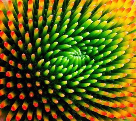 Look at the colors and patterns of this plant.  Take a moment and allow it to take you to another place. Heightened Senses, Gradient Flower, Spirals In Nature, Fibonacci Golden Ratio, Geometry In Nature, Fractal Geometry, Strange Flowers, Red Gradient, Fibonacci Spiral