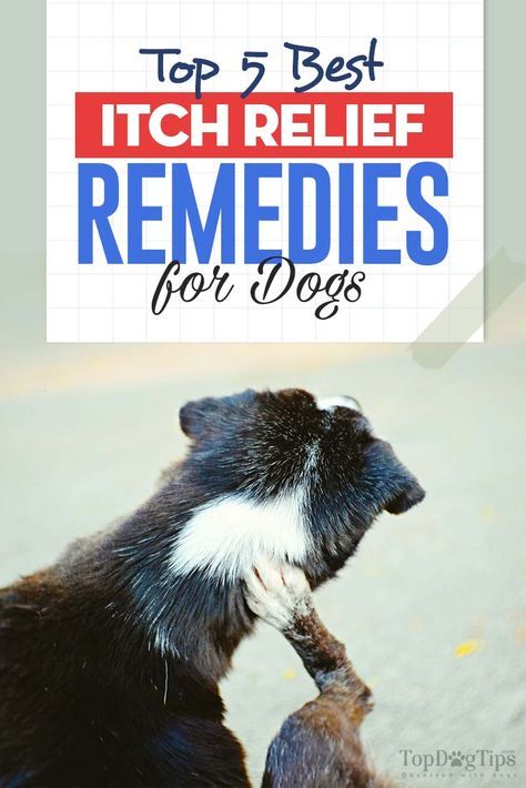 There are few things more frustrating for a pet owner than watching their dog scratching incessantly. You can tell that your dog is itchy and uncomfortable, but what can you do about it? The best itch relief for dogs can treat a variety of conditions that may cause dry, itchy skin in dogs. Dog Dry Skin Remedy, Dog Itchy Skin Remedy, Itch Relief For Dogs, Itchy Dog Remedies, Dog Allergies Remedies, Itch Relief Skin, Dog Itching Remedies, Itchy Dog Skin, Itchy Skin Remedy