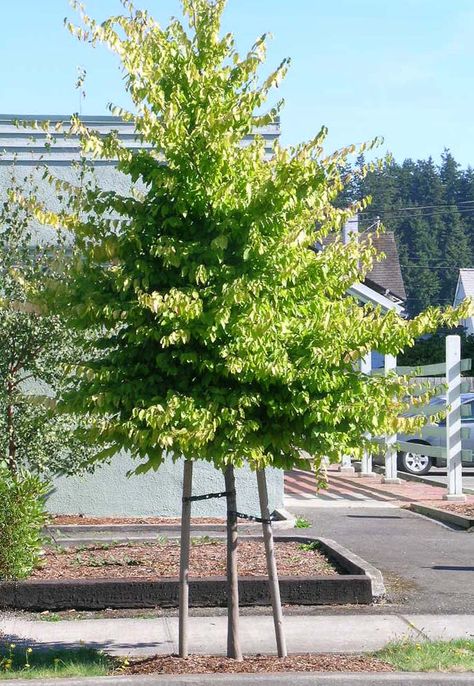 American Hornbeam British Colonial Garden, Tree Hedge, Kentucky Landscape, Hornbeam Tree, Florida Trees, Fringe Tree, Colonial Garden, Landscape Plants, Street Trees