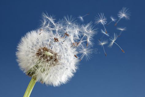 Dandelion clock dispersing seed. Dandelion with seeds blowing away in the wind a , #Affiliate, #seed, #seeds, #dispersing, #Dandelion, #clock #ad Peace Pictures, Blowing Dandelion, Dandelion Clock, Words With Friends, Dandelion Seed, Easter Weekend, Clear Blue Sky, Nature Images, The Wind