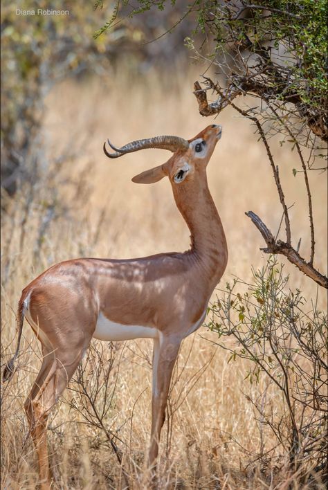 Gazelle Animal, Cheetah Pictures, African Animals Photography, Dior Pants, Slender Neck, African Antelope, African Giraffe, Beautiful Horses Photography, Deer Photos