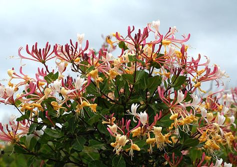 Lonicera etrusca Etruscan Honeysuckle Perennial by CaribbeanGarden Common Lilac, Hydrangea Seeds, Honeysuckle Vine, Climbing Hydrangea, Lilac Bushes, Climbing Vines, Ornamental Plants, Flowering Vines, Fragrant Flowers