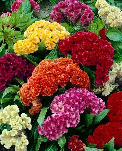 Amazon.com : (ACEL)~"GIANT COCKSCOMB MIX" CELOSIA~Seed!~~~~~Lots of WOW!!! : Celosia Plants : Patio, Lawn & Garden Celosia Plant, Celosia Flower, Winter Arrangements, Coral Garden, Home Garden Plants, Dried Bouquet, Heirloom Seeds, Annual Plants, Exotic Flowers