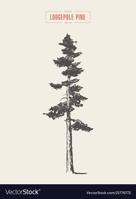 Jeep Design, Tree Silhouette Tattoo, Lodgepole Pine, Pine Tattoo, Nature Documentary, Pine Tree Drawing, Indie Gifts, Coastal Calm, Tree Doodle