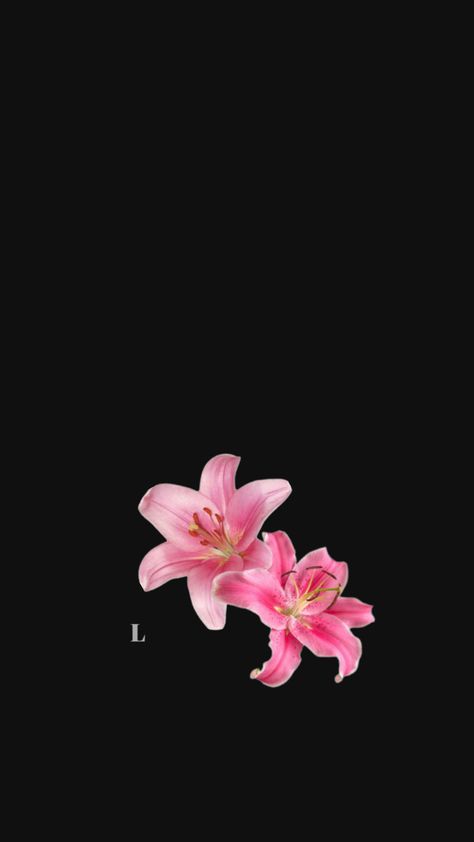 Iphone Wallpaper Photos, Iphone Wallpaper, Anime Art, Iphone, Flowers, Art