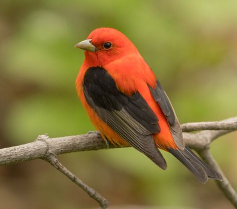 Winged Character, Bird Reference Photos, Bird Sketches, Weather Tools, Scarlet Tanager, Cool Birds, Bird Reference, Burlington Ontario, Bird Images